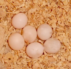 Pacific Parrotlet Eggs