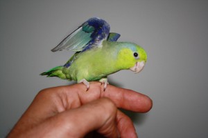 Pacific Parrotlet Images