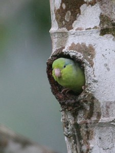 Pacific Parrotlet Nest