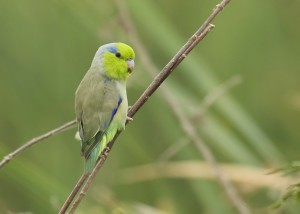 Pacific Parrotlet Photos