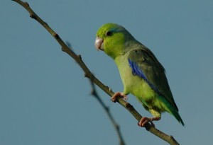 Pacific Parrotlet Pictures