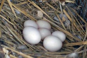 Ringneck Parakeet Eggs