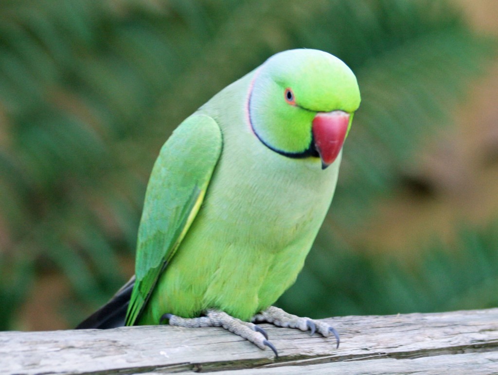 Ringneck Parakeet Facts, Pet Care, Temperament, Diet, Pictures