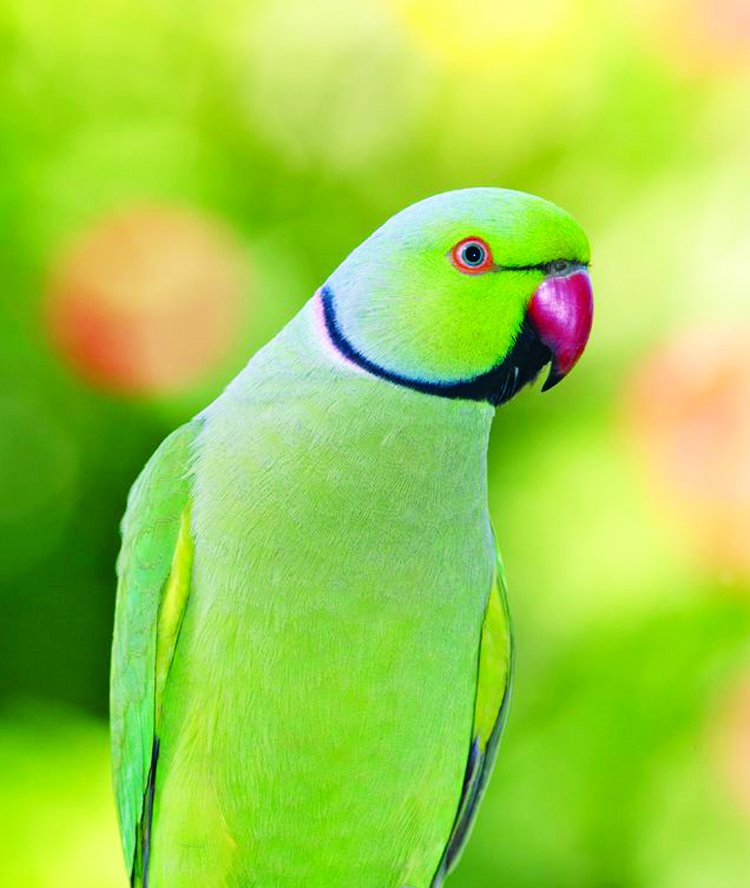 Close-up portrait of a Rose-ringed Parakeet, South Africa Stock Photo -  Alamy