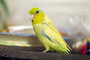 Yellow Pacific Parrotlet