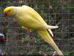 Yellow Ringneck Parakeet