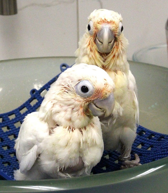 Cockatoos Facts, List of Types, Care as Pets, Price, & Pictures