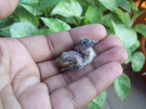 Baby Diamond Dove