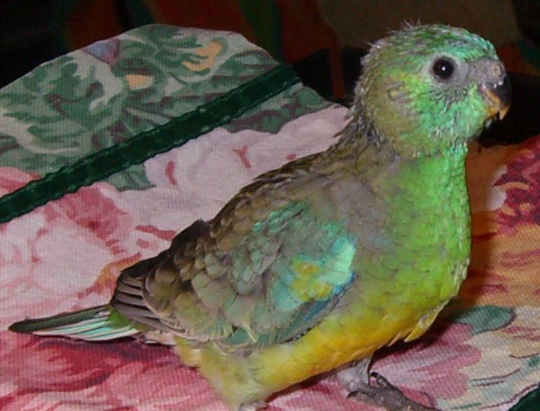 red rumped parakeet red rumped parakeet