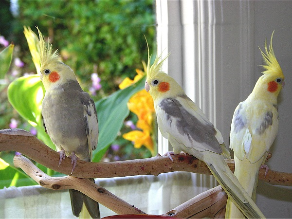 Cocktail sales birds varieties
