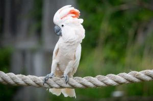 cockatoo bird cost