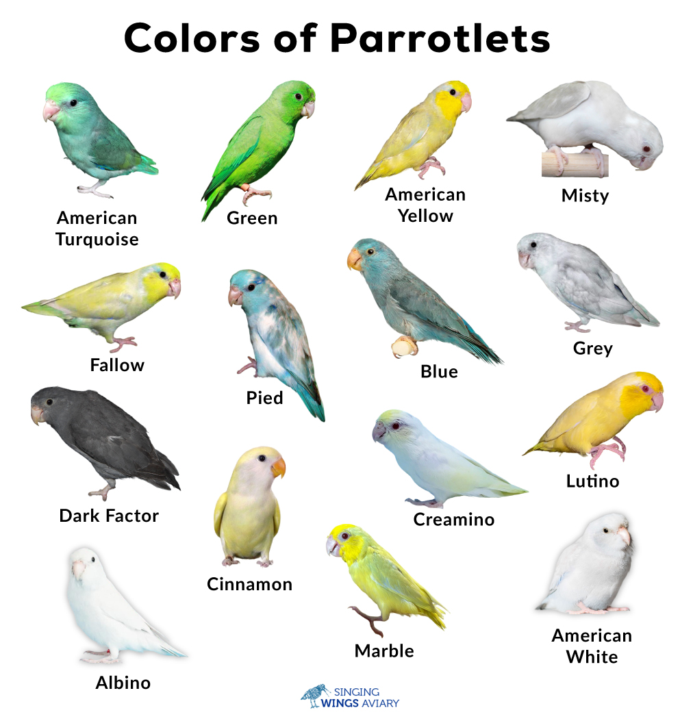 Parrotlets as sales pets