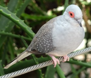 Diamond Dove