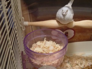 Diamond Dove Egg