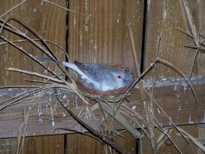Diamond Dove Nest