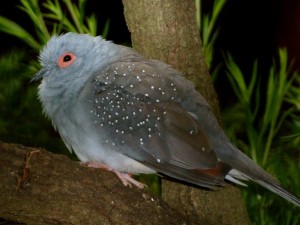 Diamond Doves Bird