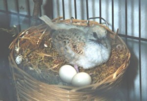 Diamond Doves Breeding