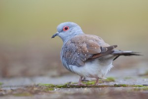 Diamond Doves Images