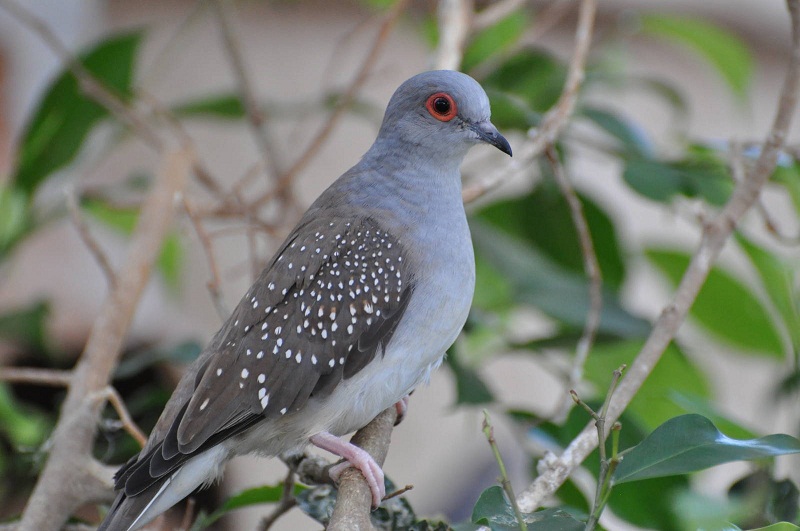 Diamond Dove