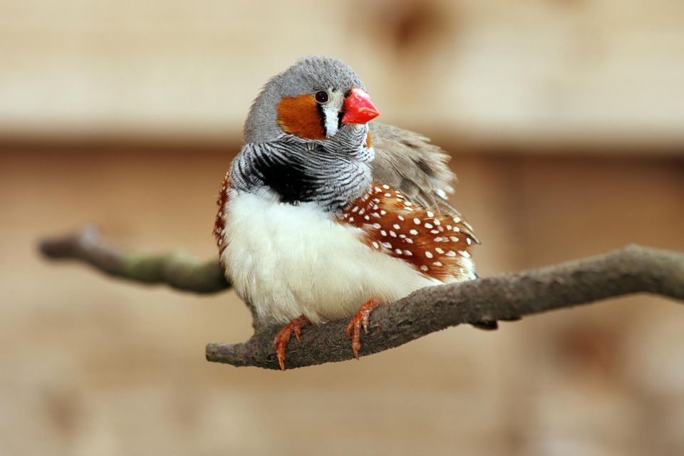 Finches List Of Types With Pictures Care Tips Singing Wings Aviary finches-list-of-types-with-pictures-care-tips-singing-wings-aviary