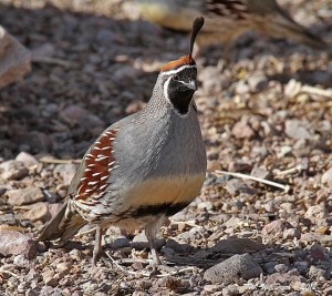 Gambel Quail