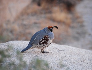 Gambel’s Quail