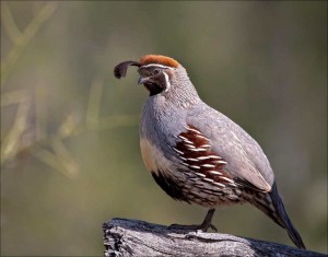 Gambel’s Quail Birds