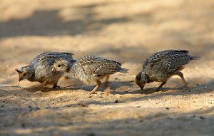 Gambel’s Quail Chicks