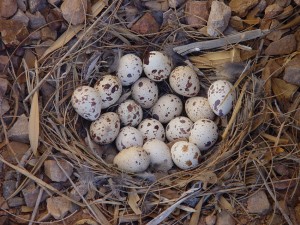Gambel’s Quail Eggs
