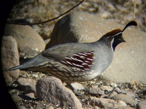 Gambel’s Quail Images