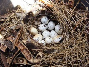 Gambel’s Quail Nest