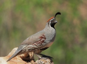 Gambel’s Quail Pictures