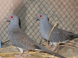 Male and Female Diamond Doves