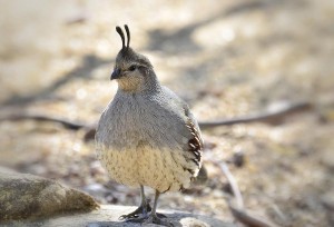 Pictures of Gambel’s Quail