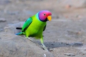 Plum Headed Parakeet Birds