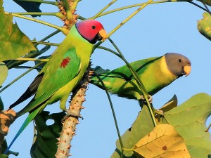 Plum Headed Parakeet
