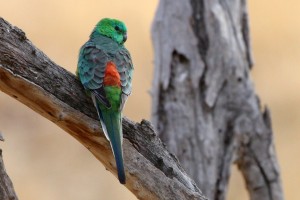 Red Rump Parakeet