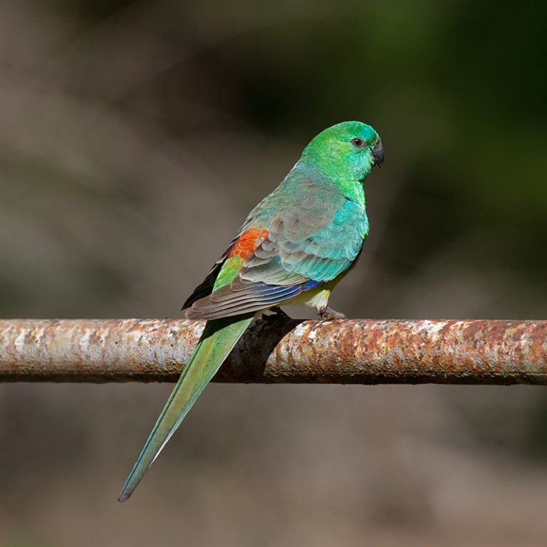 Red Rump Baby Color Red Rump Parakeet Facts, Temperament As Pets, Care, Pictures