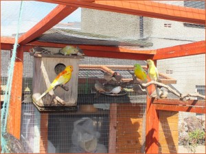 Red Rump Parakeet Nest Box