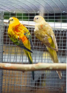 Red Rump Parakeets