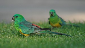 Red Rump Parakeets Images