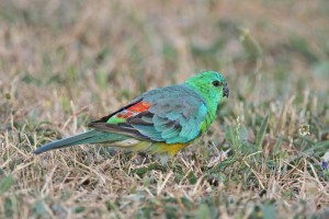 Red Rump Parakeets Photos