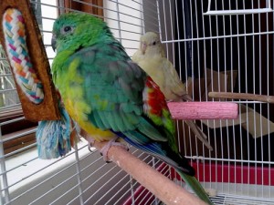 Red Rump Parakeets Pictures