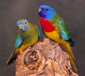 Scarlet Chested Parakeet