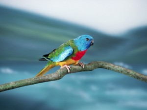 Scarlet Chested Parakeet Bird