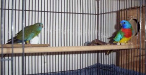 Scarlet Chested Parakeet Cage Setup