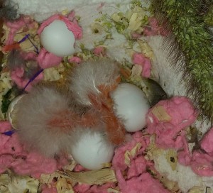 Scarlet Chested Parakeet Eggs