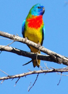 Scarlet Chested Parakeet Images