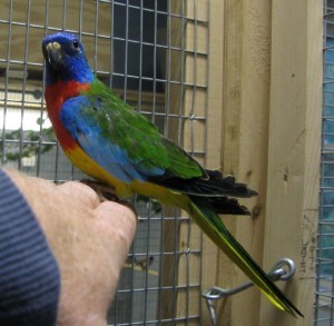 Scarlet Chested Parakeet Nest
