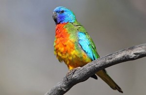 Scarlet Chested Parakeet Photos